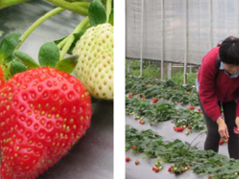 內湖草莓季活動  3月4日週末登場囉！！